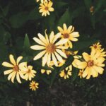 美容スキンケアのイメージ